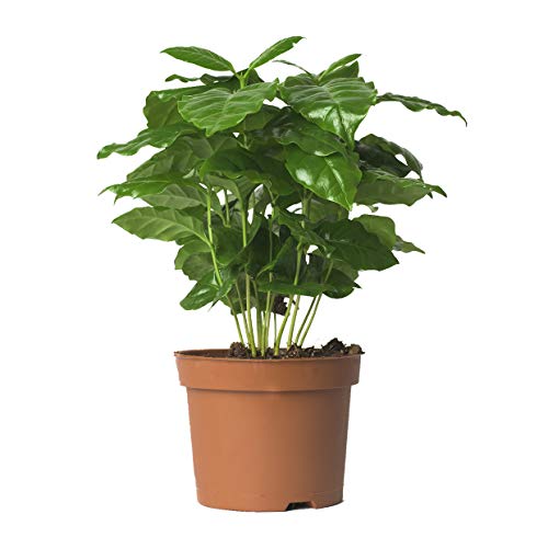 3x Echte Kaffeepflanze coffea arabica ca. 30cm - pflegeleichter Kaffeestrauch zum selber wachsen lassen, immergrüne Zimmerpflanze, Topfpflanze, Kaffee für Liebhaber - 5