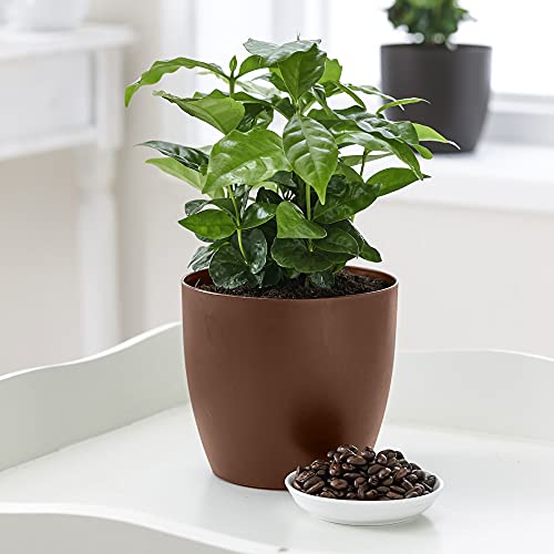 Coffea arabica | Rubiaceae | Kaffeepflanze inkl. duftendem Ziertopf | Höhe 30 cm | Topfgröße Ø 12 |5 cm