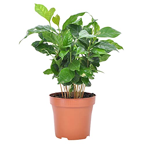 Coffea arabica | Rubiaceae | Kaffeepflanze inkl. duftendem Ziertopf | Höhe 30 cm | Topfgröße Ø 12 |5 cm - 2