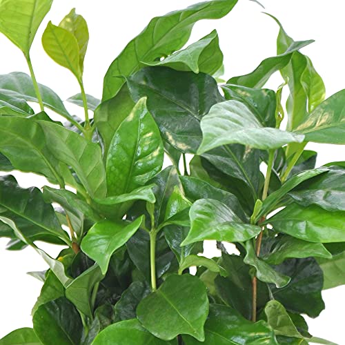 Coffea arabica | Rubiaceae | Kaffeepflanze inkl. duftendem Ziertopf | Höhe 30 cm | Topfgröße Ø 12 |5 cm - 3