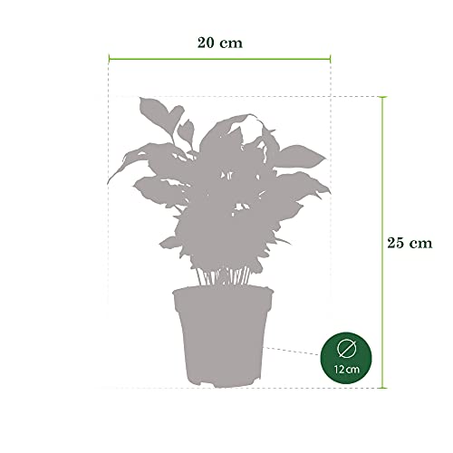 Coffea arabica | Rubiaceae | Kaffeepflanze inkl. duftendem Ziertopf | Höhe 30 cm | Topfgröße Ø 12 |5 cm - 5