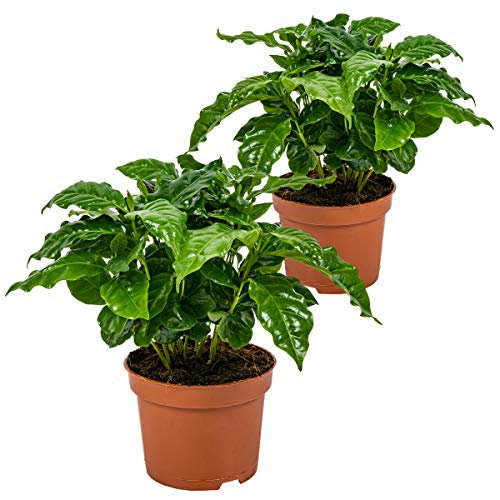 Kaffeepflanze | Coffea Arabica pro 2 Stück - Zimmerpflanze im Aufzuchttopf cm12 cm - ?25 cm