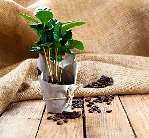 Kaffeepflanze | Coffea Arabica pro 2 Stück - Zimmerpflanze im Aufzuchttopf cm12 cm - ?25 cm - 2