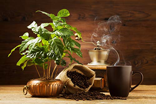 Kaffeepflanze | Coffea Arabica pro 2 Stück - Zimmerpflanze im Aufzuchttopf cm12 cm - ?25 cm - 3