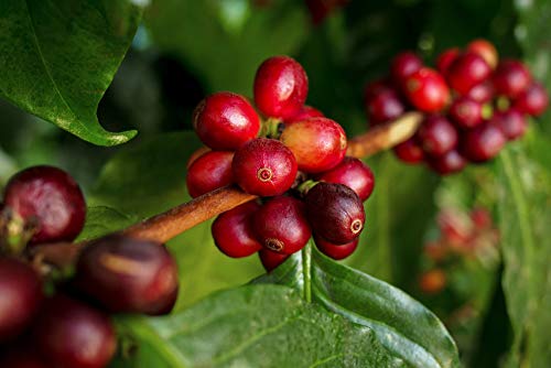 Kaffeepflanze | Coffea Arabica pro 2 Stück - Zimmerpflanze im Aufzuchttopf cm12 cm - ?25 cm - 5