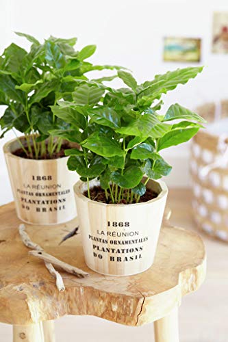 Kaffeepflanze | Coffea Arabica pro 2 Stück - Zimmerpflanze im Aufzuchttopf cm12 cm - ?25 cm - 6