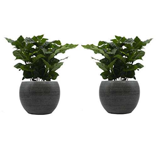 Kaffee-Pflanzen-Duo mit handgefertigtem Keramik-Blumentopf "Cresto Eisblau" - 2 Pflanzen und 2 Dekotöpfe