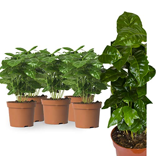 5 Echte Kaffeepflanze coffea arabica ca. 30cm mit Übertopf- pflegeleichter Kaffeestrauch zum selber wachsen lassen, immergrüne Zimmerpflanze (5, Kaffeepflanzen)