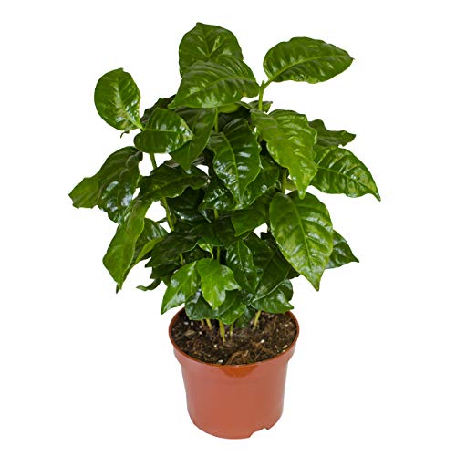 30cm mit Übertopf- pflegeleichter Kaffeestrauch zum selber wachsen lassen 1, Blattglanz 5 Echte Kaffeepflanze coffea arabica ca immergrüne Zimmerpflanze 