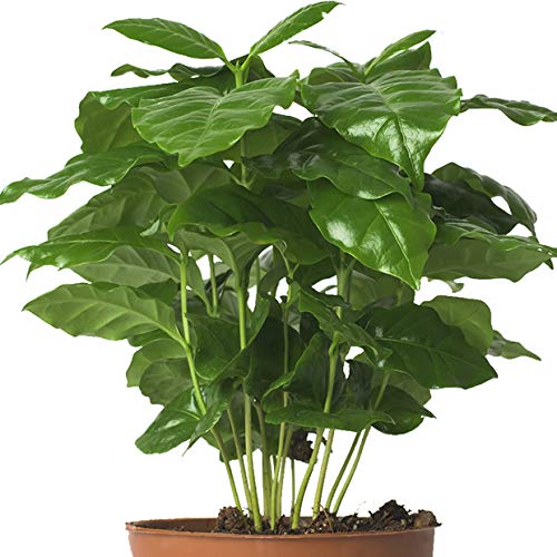 5 Echte Kaffeepflanze coffea arabica ca. 30cm mit Übertopf- pflegeleichter Kaffeestrauch zum selber wachsen lassen, immergrüne Zimmerpflanze (5, Kaffeepflanzen) - 6