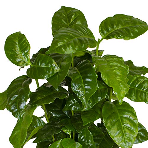 5 Echte Kaffeepflanze coffea arabica ca. 30cm mit Übertopf- pflegeleichter Kaffeestrauch zum selber wachsen lassen, immergrüne Zimmerpflanze (5, Kaffeepflanzen) - 7