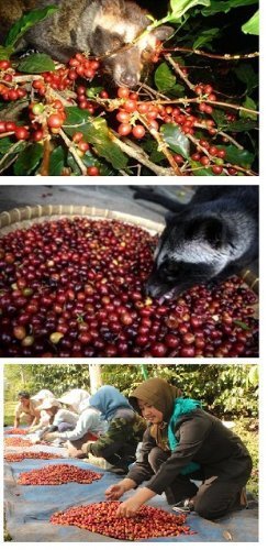 Kaffee Katzenkaffee Kopi Luwak Arabica (Von Freilebenden Tieren) Als Ganze Bohne (500 g) - 2